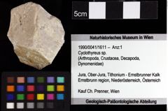 Foto (Objket + Etiketten) von Isopoda indet. 